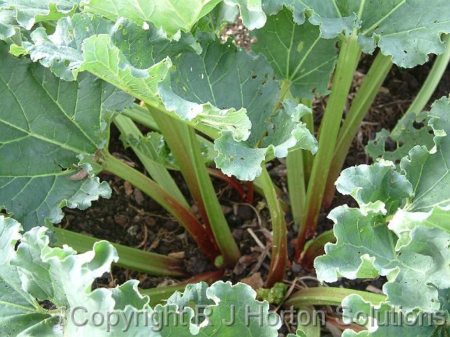 Rhubarb green stems